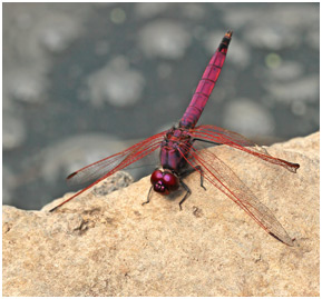 Trithemis annulata haematina